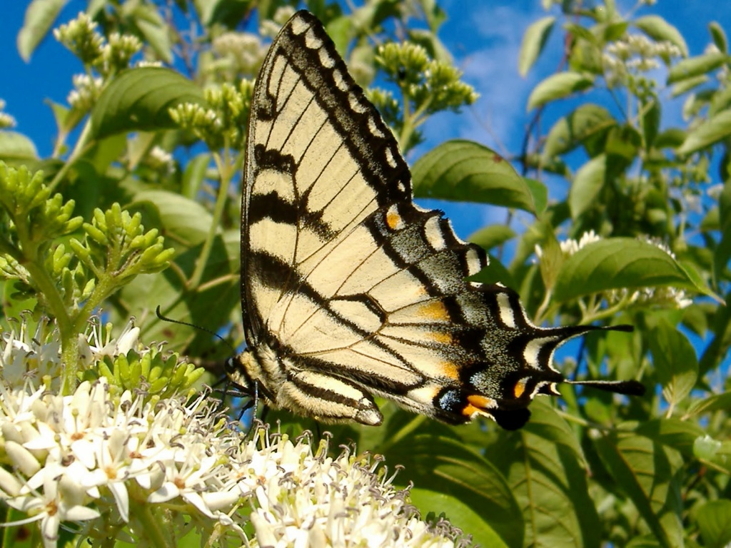 Beautiful Butterfly by dianezelia