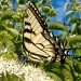 Beautiful Butterfly by dianezelia