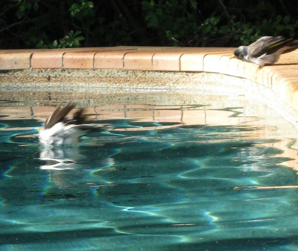 Birdbath at the Pool - Splish Splash and the Onlooker! by mozette