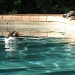 Birdbath at the Pool - Splish Splash and the Onlooker! by mozette