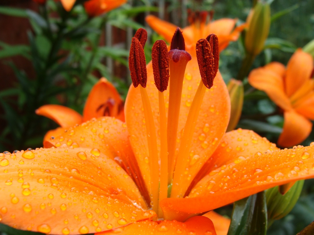 Lily after the rain by busylady