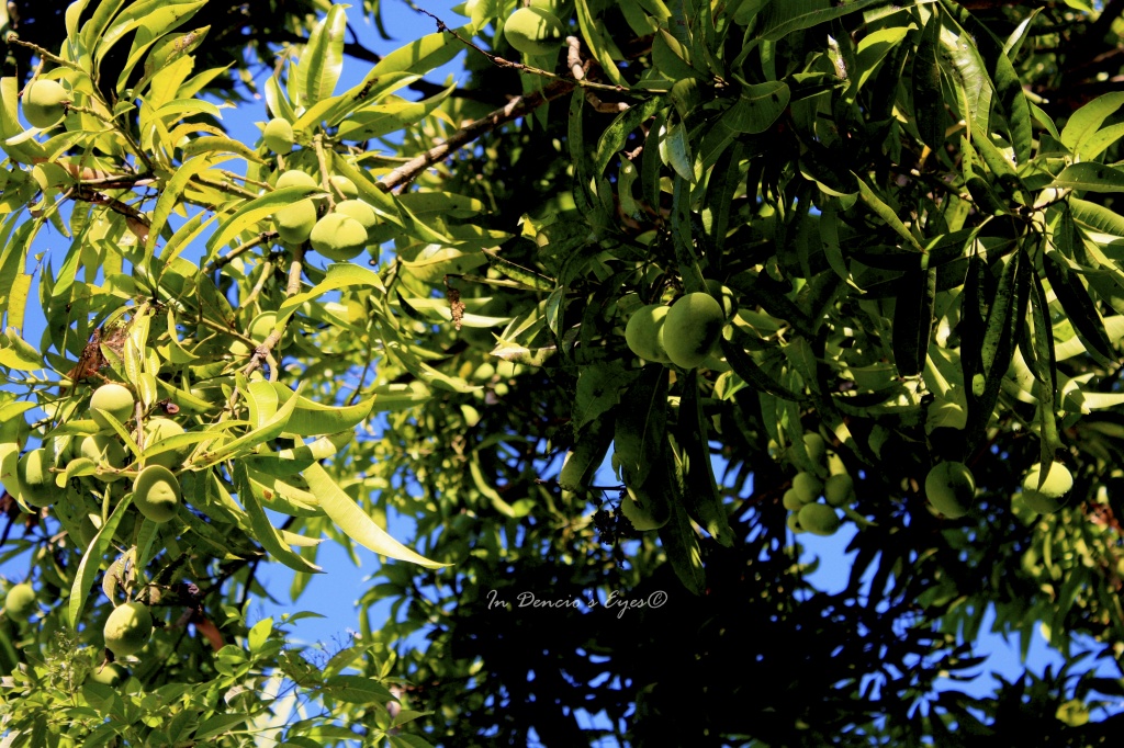 Green Mangoes by iamdencio