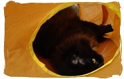 22nd Jun 2011 - Bruno in his new play tunnel