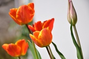 12th Apr 2010 - Tulips