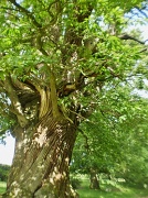 22nd Jun 2011 - Spanish chestnut tree. 