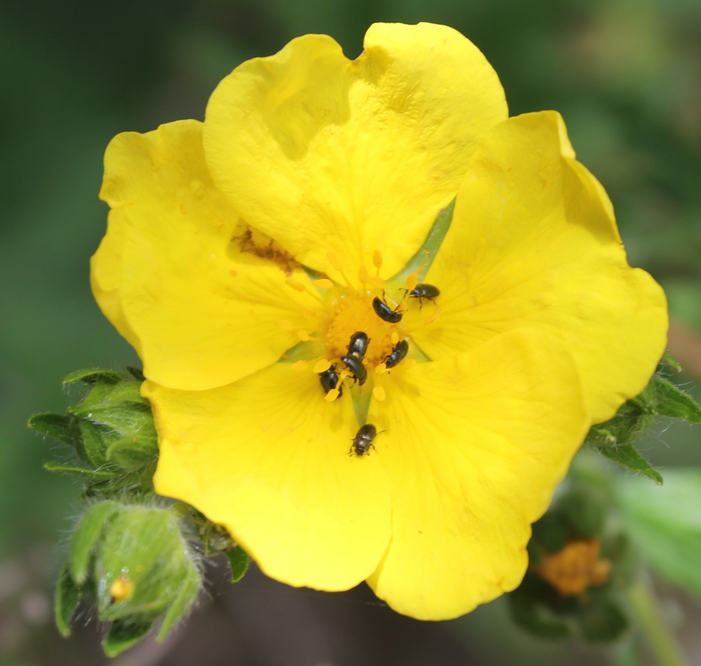 Bug World! by daffodill