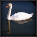 Swan by judithdeacon