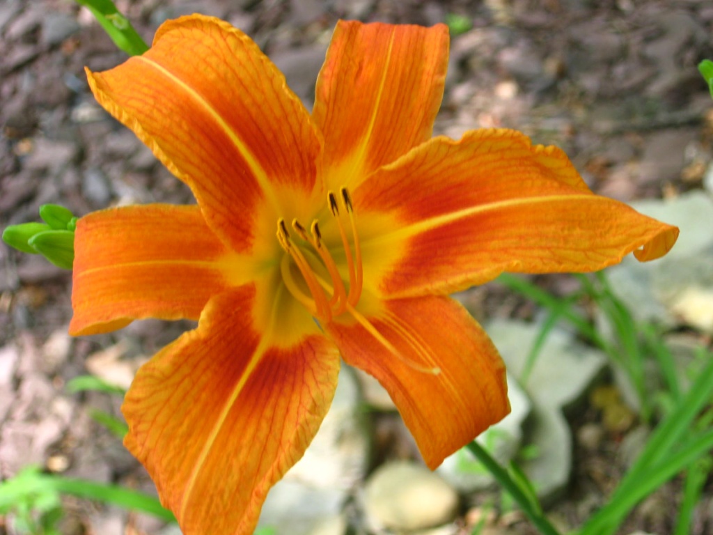 Tiger Lily by olivetreeann
