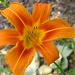 Tiger Lily by olivetreeann