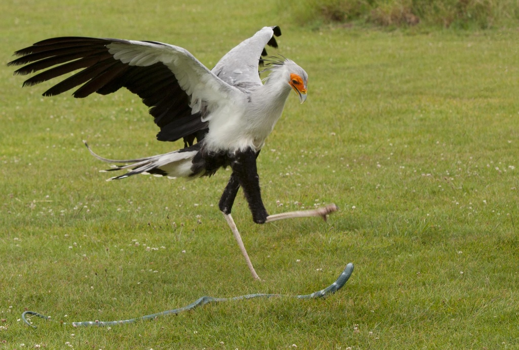 Secretary Bird Killing Snake by netkonnexion