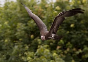 21st Jun 2011 - Vulture In Flight