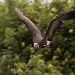 Vulture In Flight by netkonnexion