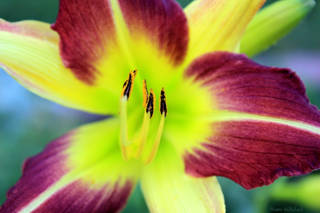 Day lily by rhoing
