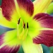 Day lily by rhoing