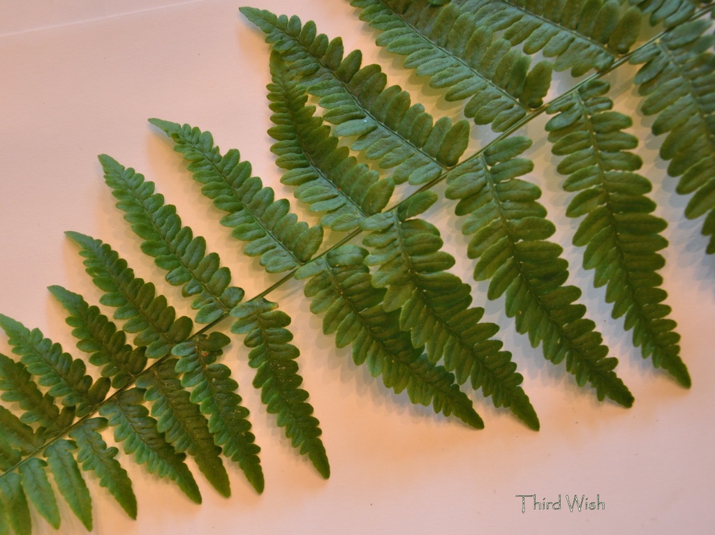 Single Summer Fern by mamabec