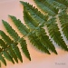 Single Summer Fern by mamabec