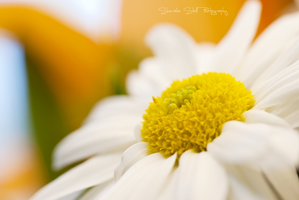 Sunny Chrysanthemum by bella_ss