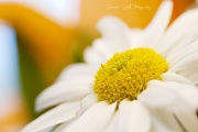 23rd Jun 2011 - Sunny Chrysanthemum