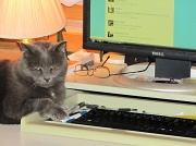 23rd Jun 2011 - The helpful kitty.