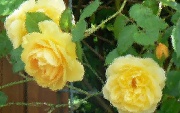 23rd Jun 2011 - yellow roses behind glass