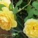 yellow roses behind glass by reba