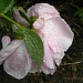 More rain! by sunnygreenwood