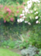 23rd Jun 2011 - Monet's Garden?