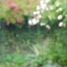 Monet's Garden? by helenmoss
