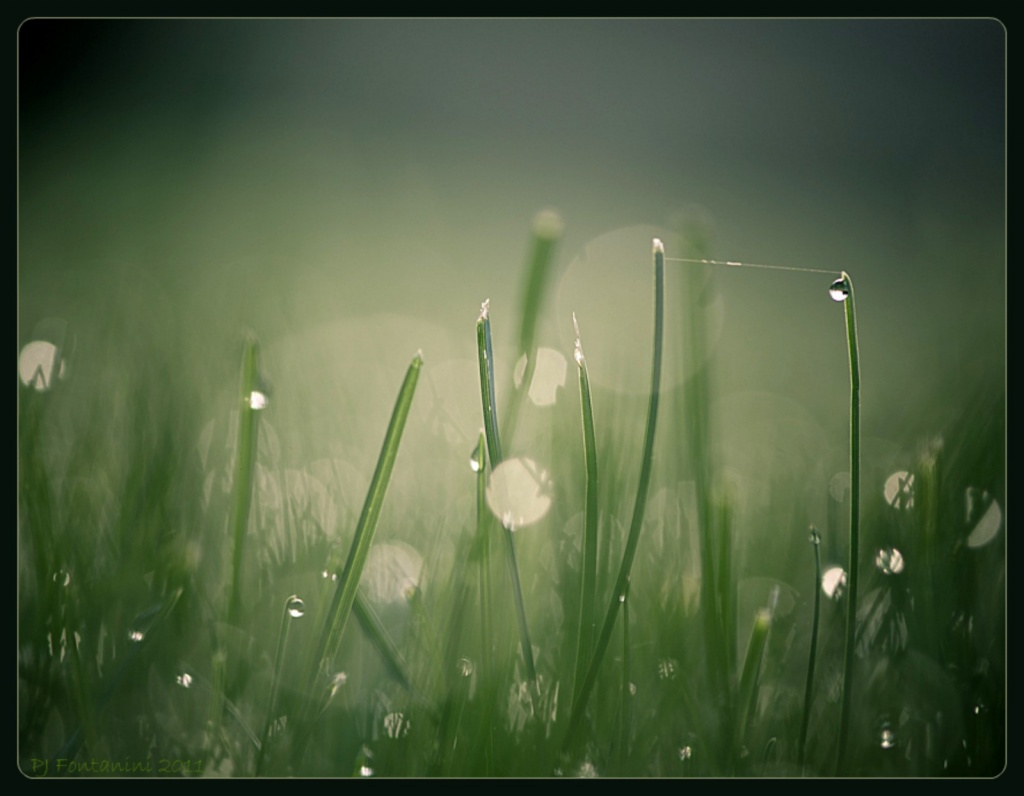 Dewdrops by bluemoon