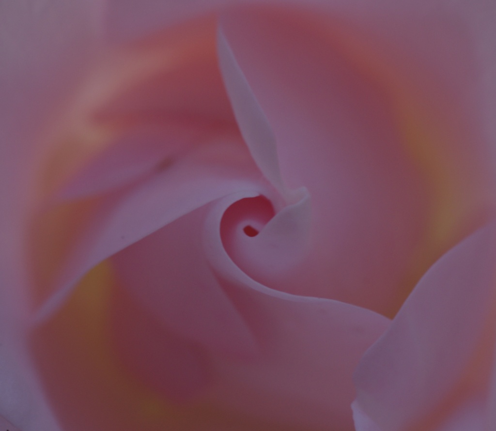 Inside the rose by karendalling