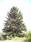 23rd Jun 2011 - Humongous Pine Tree