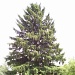 Humongous Pine Tree by julie