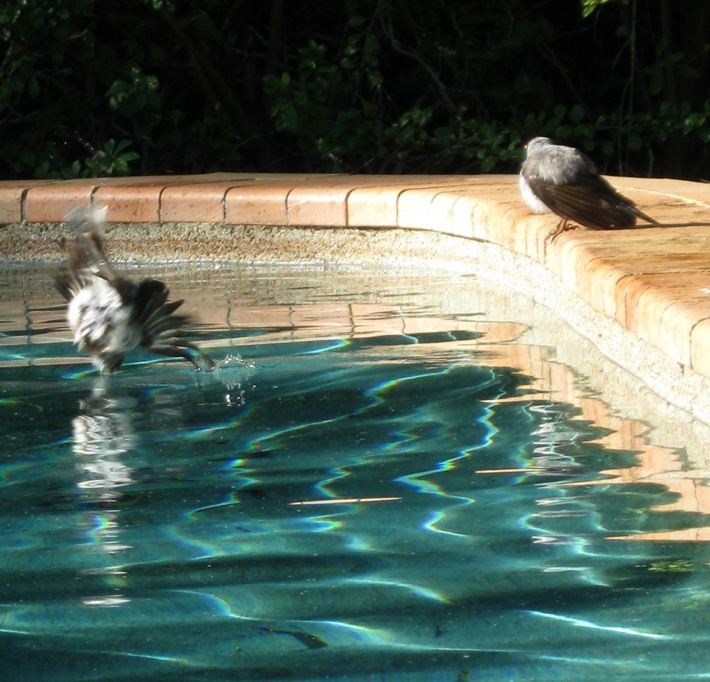 Birdbath at the Pool - Wingtips by mozette