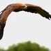 Tawney Eagle (2/2) by netkonnexion
