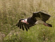 22nd Jun 2011 - Vulture