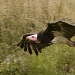 Vulture by netkonnexion