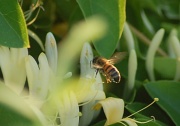 23rd Jun 2011 - Honey-suckle Bee