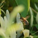 Honey-suckle Bee by kdrinkie