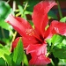 Hibiscus by melinareyes