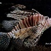Striped denizen of the deep by vernabeth