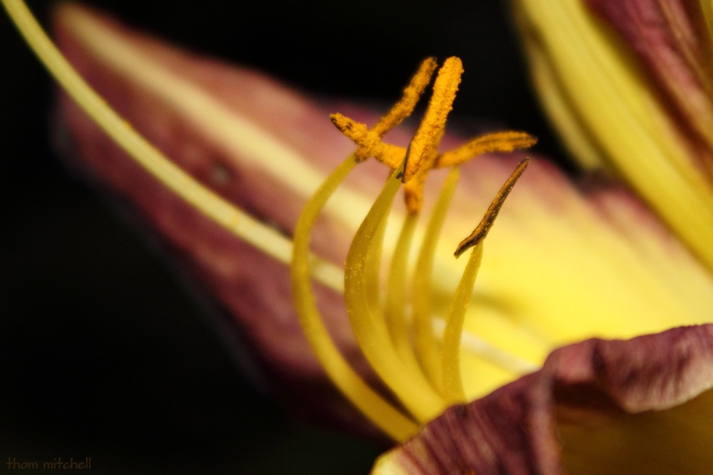 Daylily … at night by rhoing