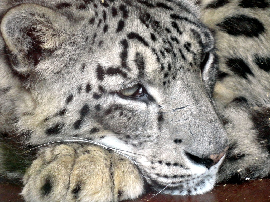 Snow Leopard @ Banham Zoo by itsonlyart