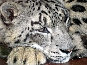 23rd Jun 2011 - Snow Leopard @ Banham Zoo