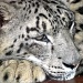 Snow Leopard @ Banham Zoo by itsonlyart