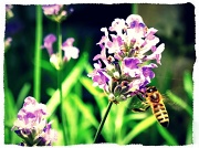 24th Jun 2011 - Collecting nectar