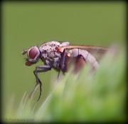 1st Jun 2011 - Nasty Bug