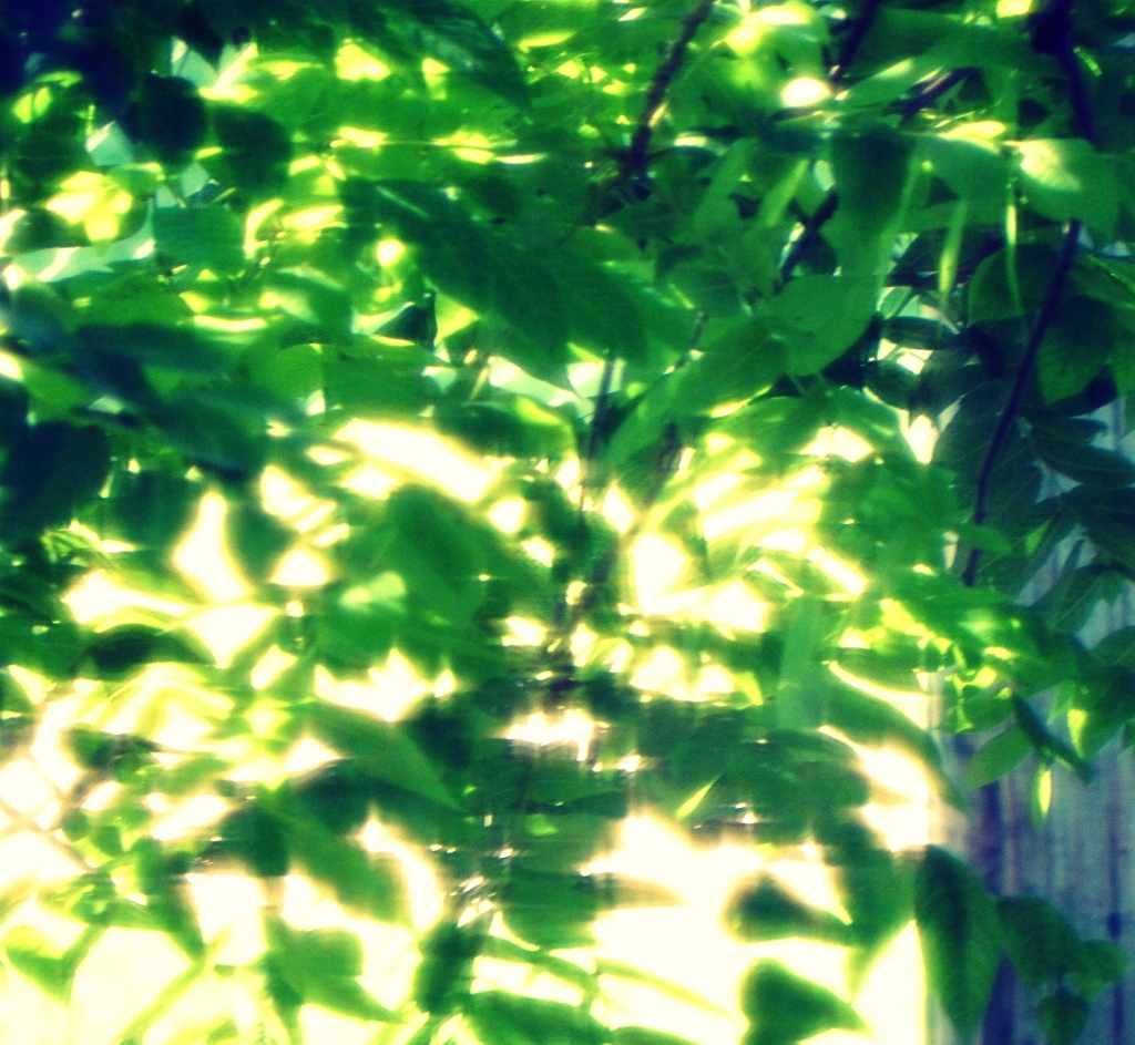 Shiny Leaves by mej2011