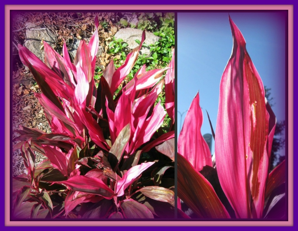 Pink Plant by mozette