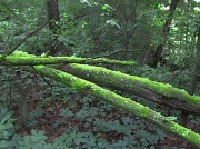 23rd Jun 2011 - Moss covered logs