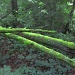 Moss covered logs by dakotakid35